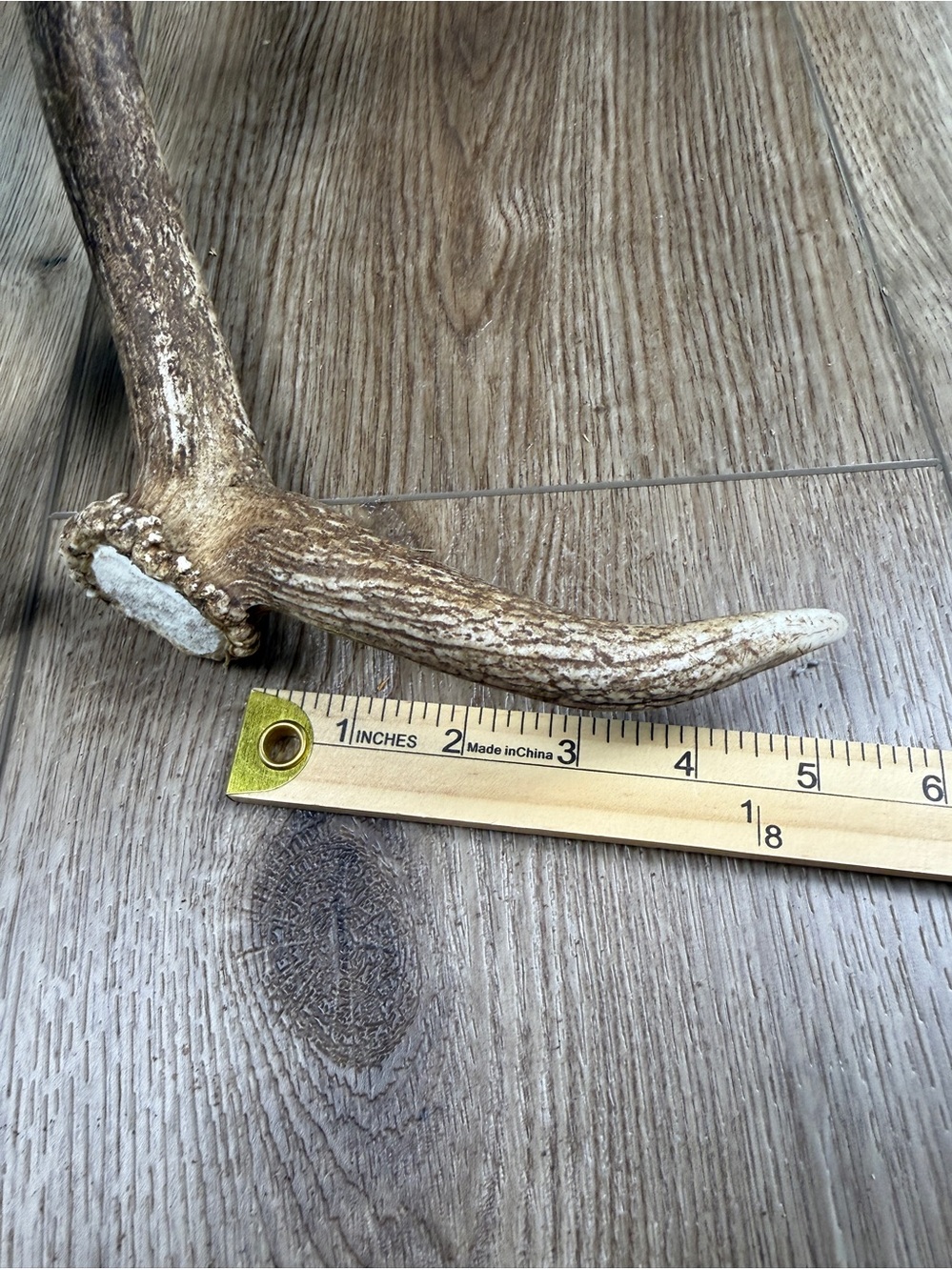 Authentic Naturally Shed Fallow Deer Antlers 1 Pair - Picture 10 of 10